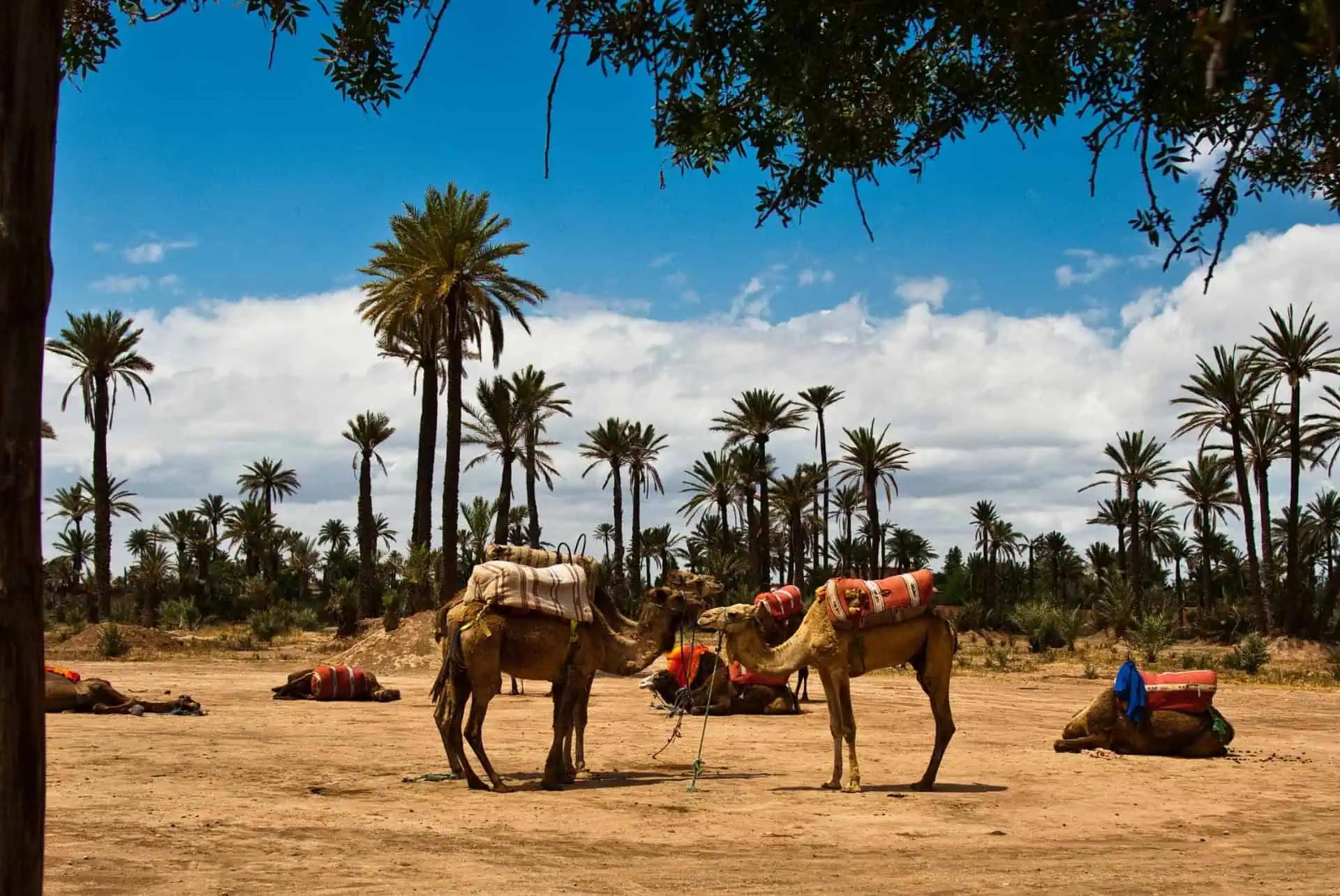 Popular destination in Palmerie Marrakech conciergerie