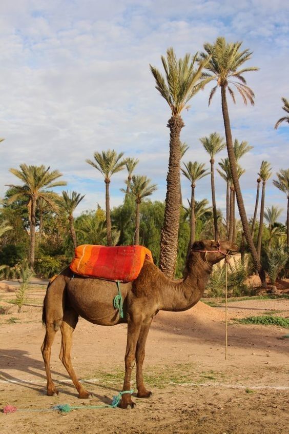 Camel Morocco Desert